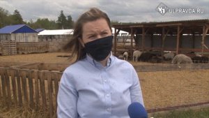 Рокфор из овечьего молока. Ульяновская семья превратила заброшенную ферму в одну из лучших в России