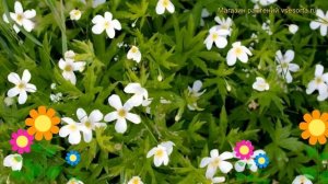 Анемона канадская. Краткий обзор, описание характеристик, где купить anemone canadensis