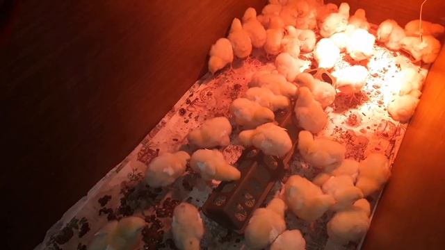 Понос у цыплят. Лечение Левомицетином смотреть онлайн