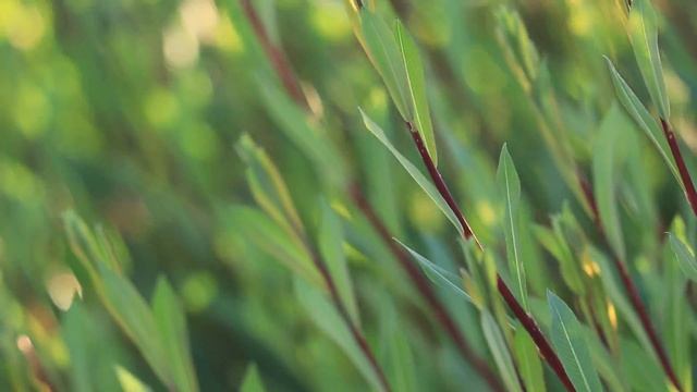 Canon EOS 200D. Видеосъёмка в формате Full HD, 25 кадров/с смотреть онлайн