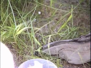 Полчища гусениц в Новом Уренгое. Чего стоит опасаться?