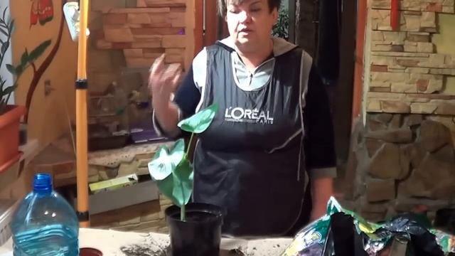 Калла. КАК ВЫРАЩИВАТЬ Каллу ( ЗАНТЕДЕХИЮ, БЕЛОКРЫЛЬНИК). ПОСАДКА, ПОЛИВ, УДОБРЕНИЯ