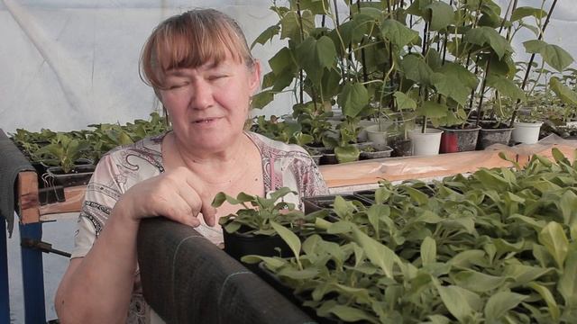 Как устроить теплицу. Поливочные маты для рассады. Капельный полив. смотреть онлайн