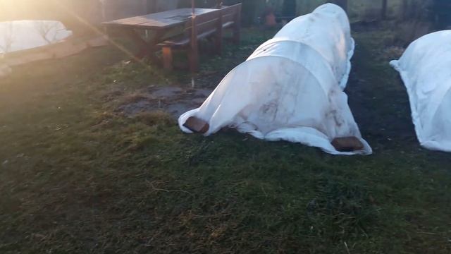 Зимние укрытия для роз готовы. смотреть онлайн