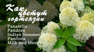 Гортензии Panatella, Pandora, Indian Summer, Panflora, Milk and Honey. Цветение