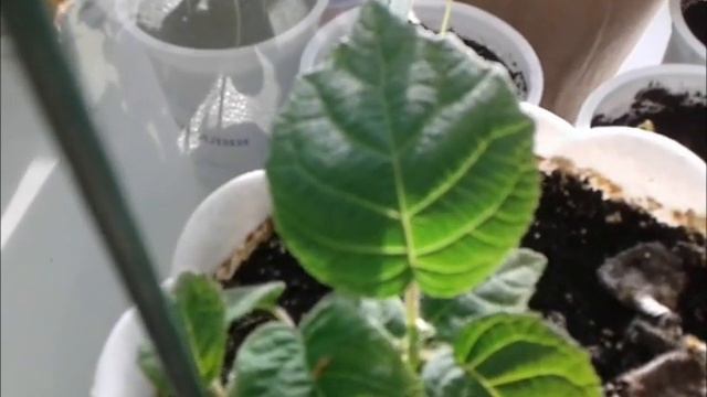 Киви в домашних условиях