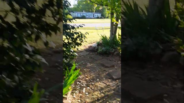 Magnolia tree смотреть онлайн