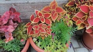 Знакомимся поближе)) Обзор колеусов по сортам )) День первый))