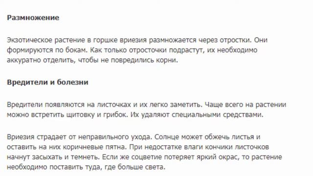 Вриезия Стрим Красивые растения для дома и сада смотреть онлайн