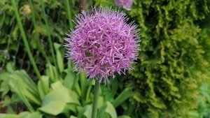 Наш лук Суворова (Allium suworowii) на даче 29.05.2021