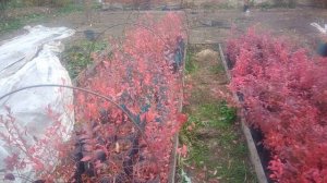 Сорта голубики для средней полосы с хорошей морозостойкостью