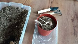 Посадка луковиц крокуса в горшок