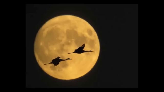 belonging - Secret Garden смотреть онлайн