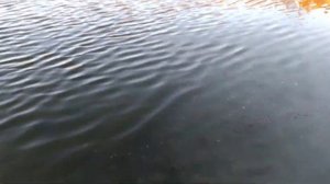 Розведение раков в пруду на участке. Жизнь У пруда