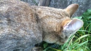 Кошка съела мышку