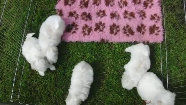 Щенки мальтезе (мальтийской болонки), рожд.20.05 и 24.05.2014 смотреть онлайн