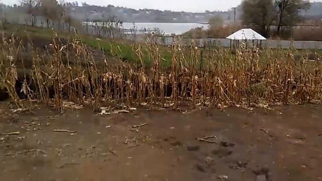 КОП, Бабкин огород, Minelab x terra 705 смотреть онлайн