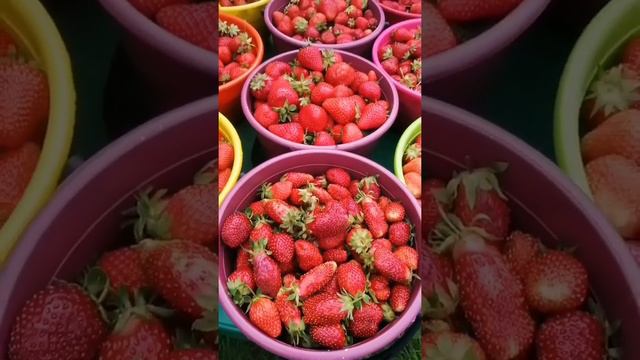 Лето!!! Солнце!!! Ягодки!!! смотреть онлайн