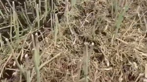 Дисковая сеялка ДОН-114, сеем озимые СКО.