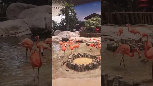 Do you find flamingos cute🦩🥹#trending#vlog#music#funny#flamingo#sea#zoo#animal#animals#park#cute#fy