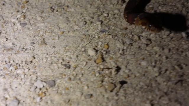 Finding TONS of Snakes on The Road in FLORIDA! (Herping Apalachicola National Forest Part 2) смотреть онлайн