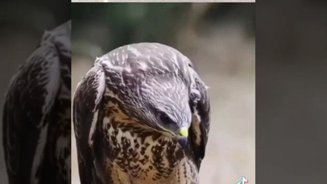 Клип,кто кем просвпается и встаёт кем на утро.