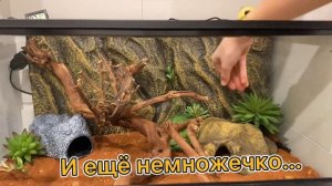 КОГО Я ЗАВЕЛА? ЭУБЛЕФАР?! Террариум для геккона эублефара. Новый питомец.