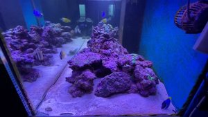 Новенькие рыбки: белогрудый хирург и форципинер