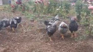 Цыплята виандот серебро ч/о 1.5 мес.