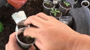 Transplanting Baby Petunia