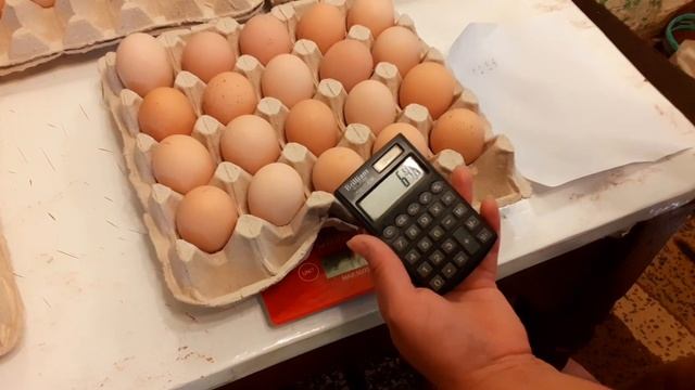 Вес яйца кур Ливенская ситцевая и Юрловская голосистая,планирую закладку куриного яйца на племя