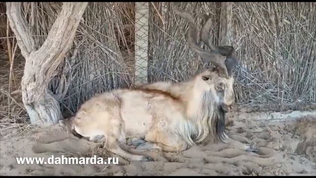 Бухарский заказник джейранов, Узбекистан