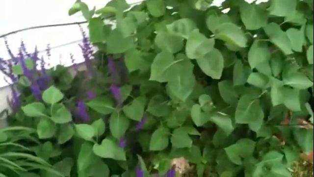 My Flowers and Container Garden смотреть онлайн