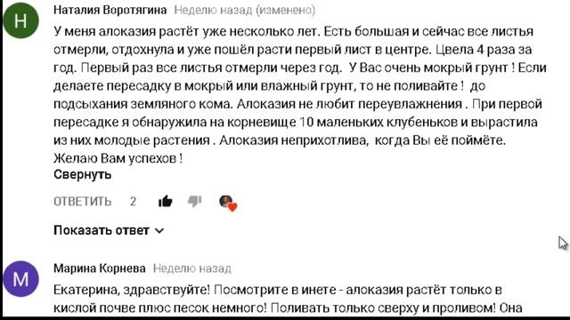 Алоказия и полезные  советы зрителей