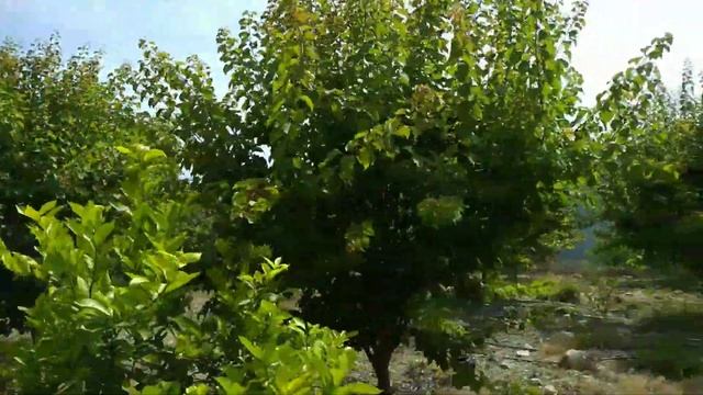 ЗЕМЕЛЬНЫЕ УЧАСТКИ В ТУРЦИИ КАК С ПОСТРОЙКОЙ ТАК И БЕЗ. смотреть онлайн