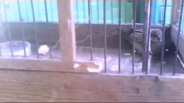 Спасение воробья. С поломаным крылом. смотреть онлайн