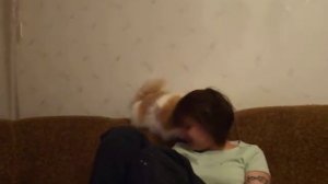 шотландский кот