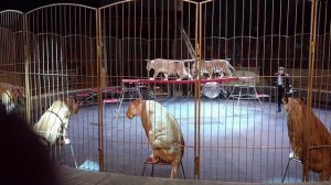 Империя львиц. Часть 3. Омский цирк