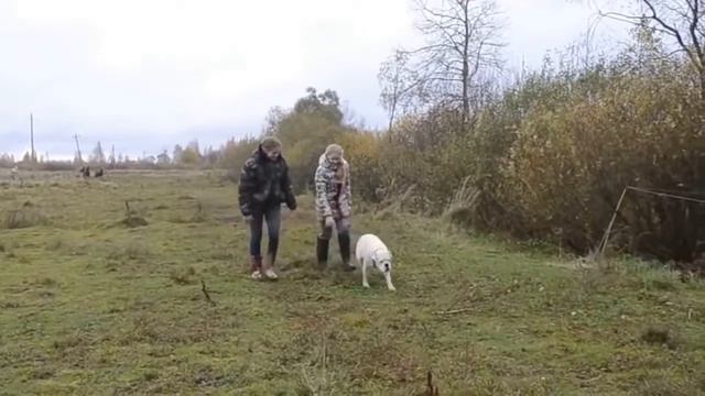Грустное Видео (Берегите Наших Любимцев) смотреть онлайн