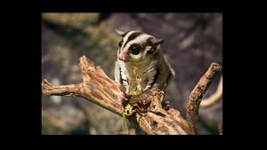 Удивительные соседи. Сахарная сумчатая летяга