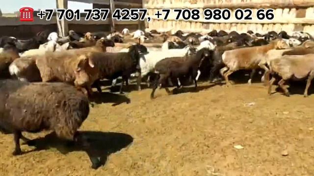 300бас жас саулык тусак аралас  52000тг саудасы бар,Тараз,Сарыкемер ауылы,+77017374257 +77089800266