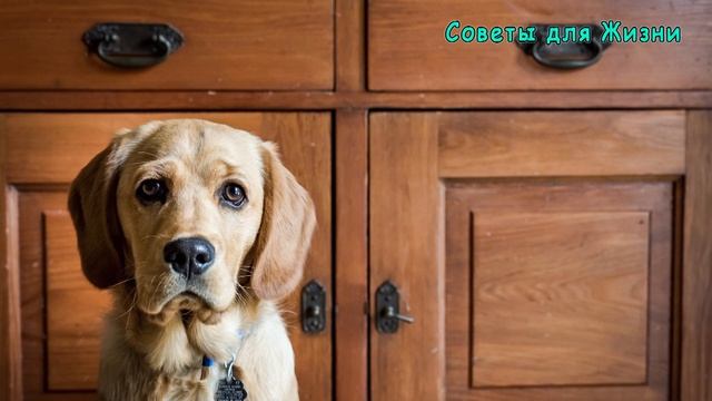 ПОЧЕМУ ПРАВОСЛАВНЫМ НЕЛЬЗЯ ДЕРЖАТЬ СОБАКУ в ДОМЕ | Полезные Советы для Жизни смотреть онлайн