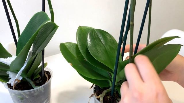 Как обработать орхидеи после покупки? смотреть онлайн