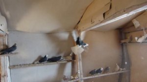 Гусь-Хрустальный, голуби  Сергея Сухова..