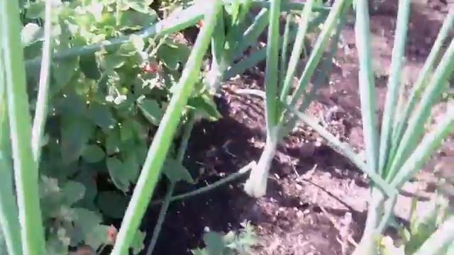 Мое хозяйство или жизнь на пенсии смотреть онлайн