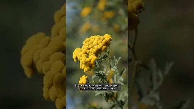 Common Tansy (Tanacetum vulgare) encyclopedia of the invasive plant, How to identify Common tansy