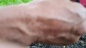 Выкапываем куст жимолости на супер закладке. Весенняя обрезка 2