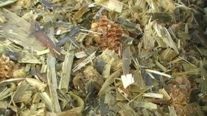 Силос. Верхний слой силосной ямы. 100% сохранения силосной массы с БИОконсервантом АГРОБИОБАК