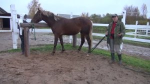 Лошадь не хочет давать ноги для расчистки. Как решить проблему?