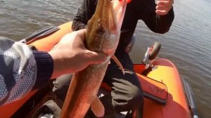 Случайно нашли жереха на Москва реке. Ловля на спиннинг летом